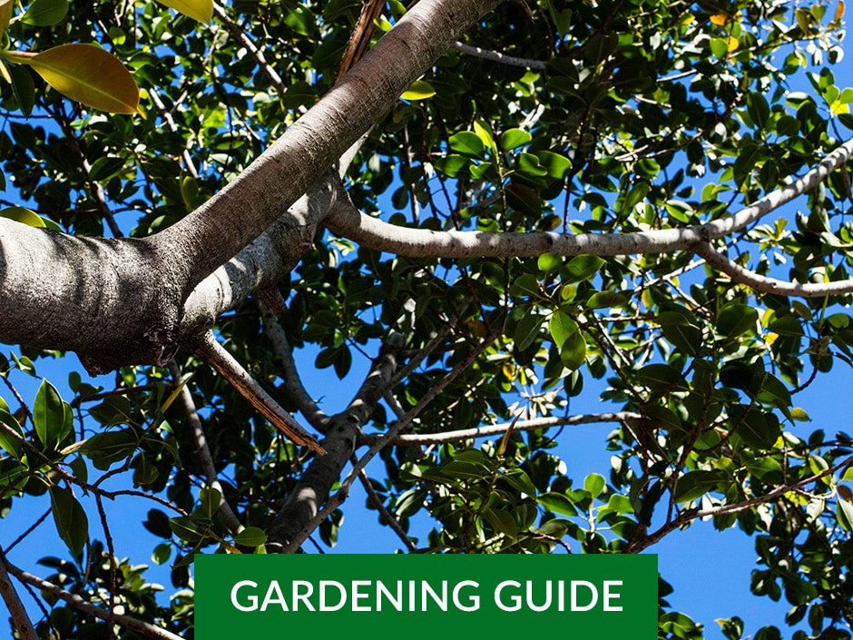 A thick tree branch protruding from the left-hand side of the frame with many other little branches and green leaves against a blue sky background.