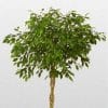 Closeup of the top of the Ficus Benjamina Braided or Weeping fig tree.