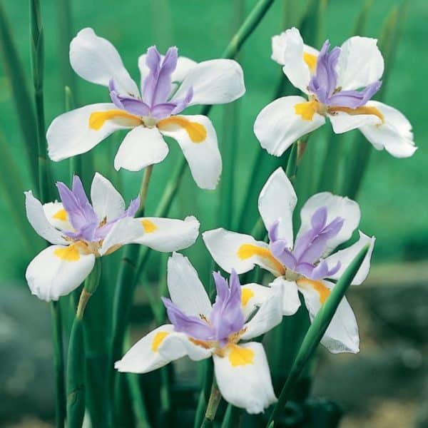 Several delicate white and lavender Dutch iris flowers in bloom against a soft green background.
