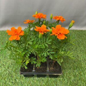 MARIGOLD 6-PACK