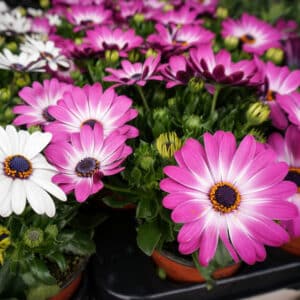 CAPE DAISY