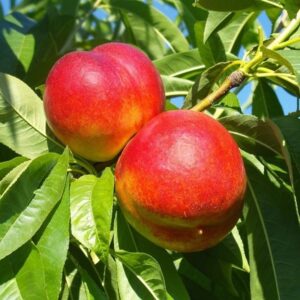 NECTARINE ALPINE 7KG
