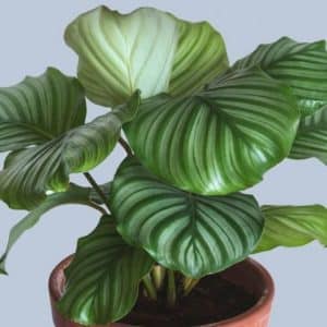 CALATHEA ORBIFOLIA 14CM