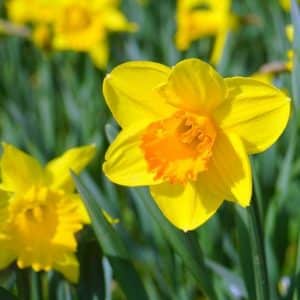 Daffodil Bulbs