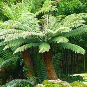 SOFT TREE FERN 10KG