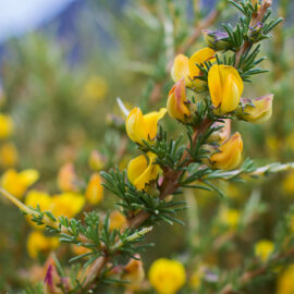 How to grow fynbos