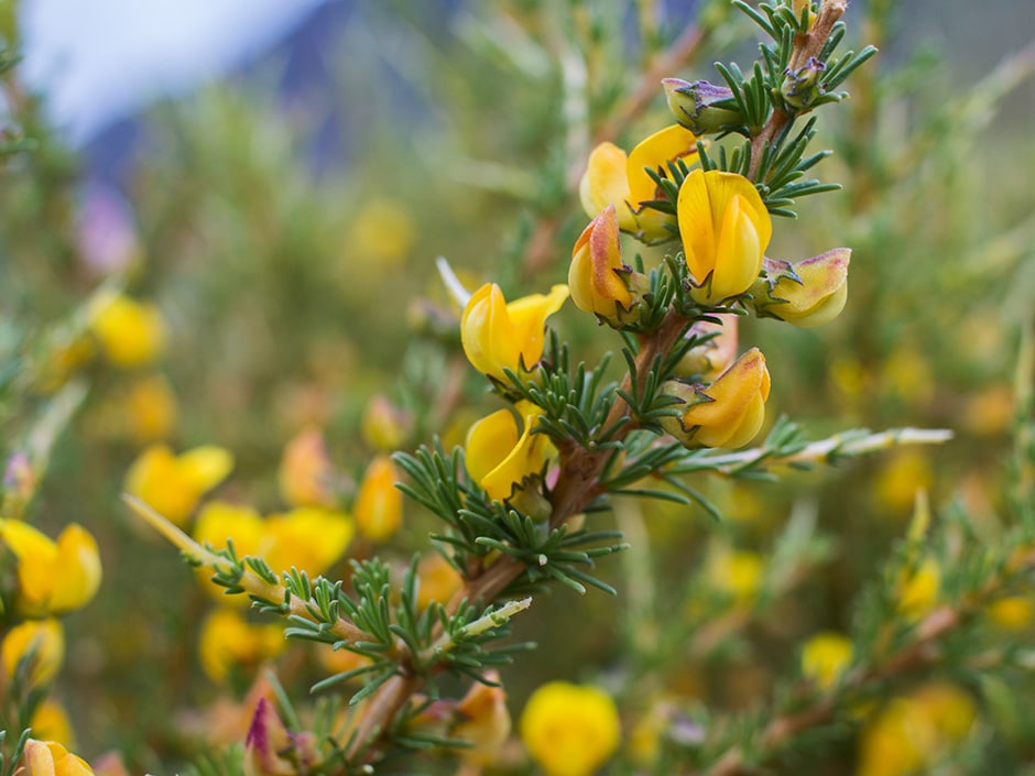 Yellow flowers and green needle-like leaves on branches of gorse shrub.