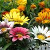 A colourful flower bed with various species, including pink, yellow, and white African daisies and orange and yellow marigolds.