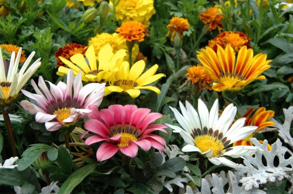 A colourful flower bed with various species, including pink, yellow, and white African daisies and orange and yellow marigolds.
