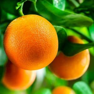 ORANGE WASHINGTON NAVEL 8KG