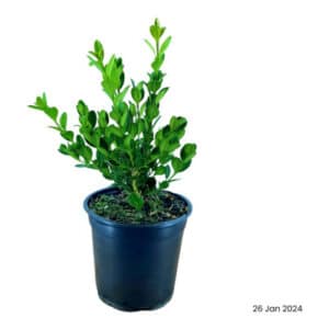 BUXUS ‘FAULKNER’ 12CM