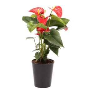 ANTHURIUM ANDREANUM 14CM
