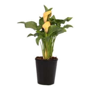 CALLA LILLY ASSORTED 15CM