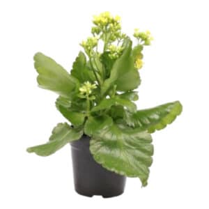 KALANCHOE 12CM