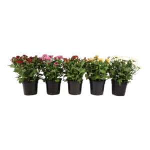 CHRYSANTHEMUM 14CM