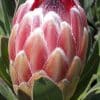 Furry pink and yellow flowerhead and green leavesof the protea Pink Ice plant