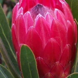 PROTEA RED ICE