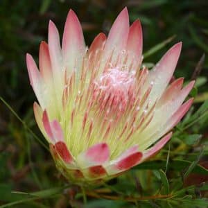 PROTEA RUBY BLUSH