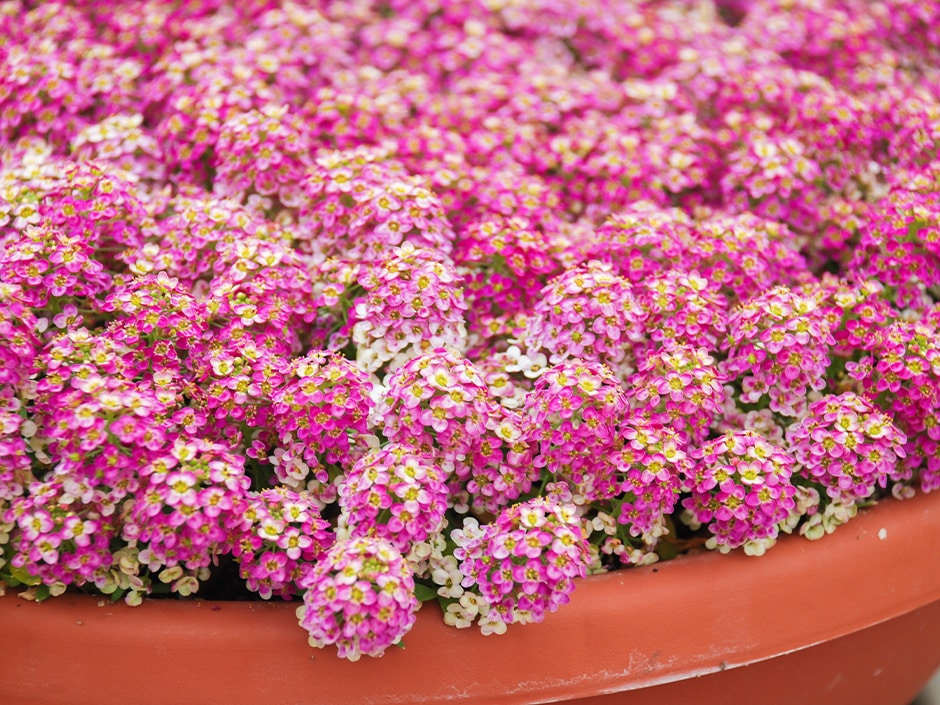 A close-up view of a densely packed bed of small pink and white flowers in a terracotta or clay pot or planter.