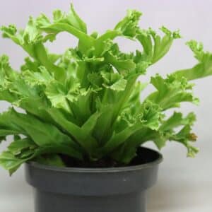 BIRD’S NEST FERN 14cm