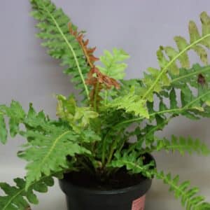 VOLCANO FERN 14CM