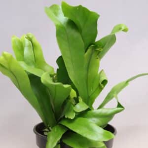 GREEN FLAME FERN 14CM