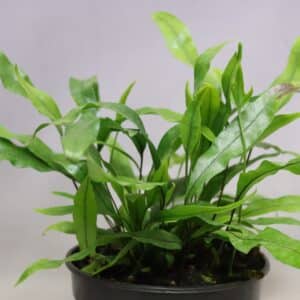 KANGAROO FERN 14CM