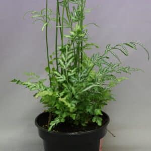 SILVER LACE FERN 14CM