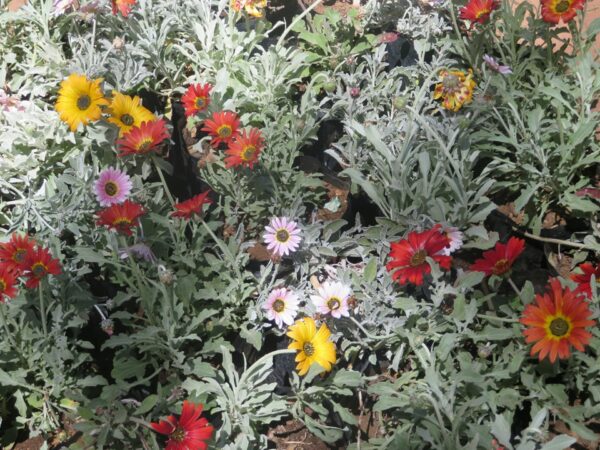 A diverse array of yellow, orange, pink, red and white flowers amidst silvery foliage.