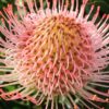 Closeup of the pink flower pin head of the Pincushion Ayoba Pink protea.