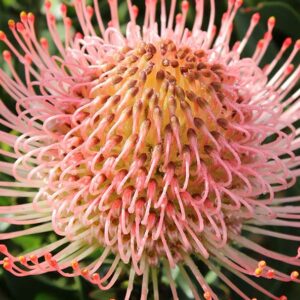 PINCUSHION AYOBA PINK 15cm
