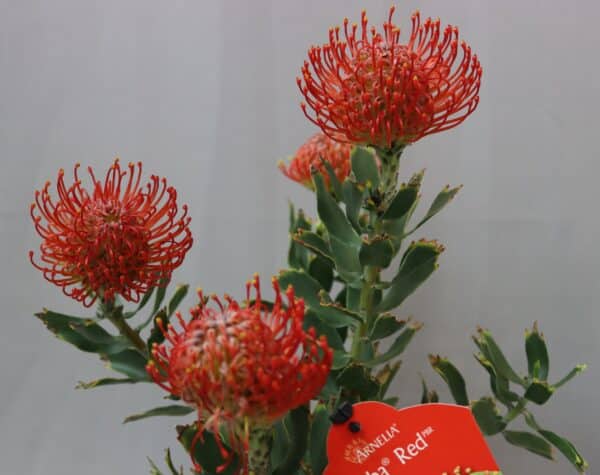 Four Pincushion Ayoba Red proteas with bright red pin flower heads and green leaves.