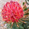Bright cerise pink flower head pins of the Pincushion Carnival Red protea plant.
