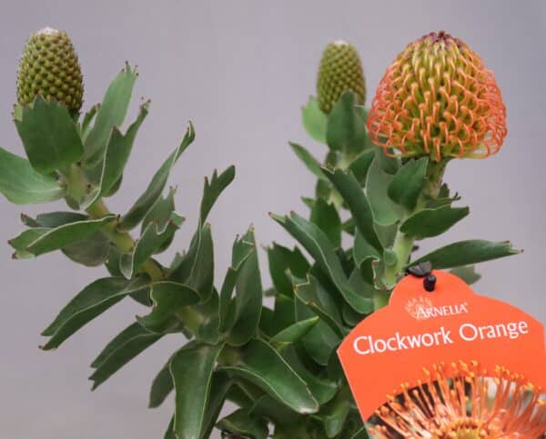 An orange pincushion flower and two buds growing on thick stems with large green leaves.