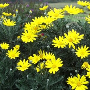 GOLDEN DAISY 15cm