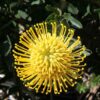 A bright yellow pincushion flower against a mass of dark green leaves.