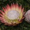 Yellow and red flowerhead bud of the protea Madiba against dark green foliage.