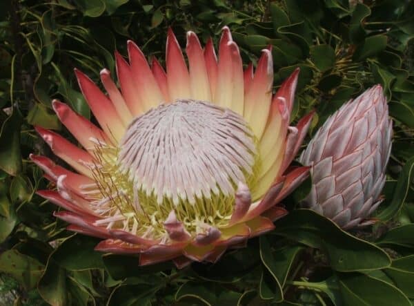 Yellow and red flowerhead bud of the protea Madiba against dark green foliage.