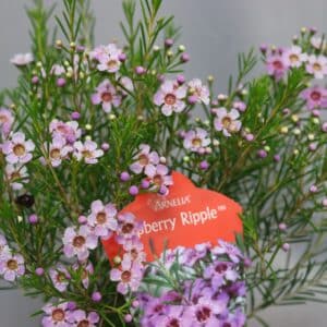 RASPBERRY RIPPLE 15cm