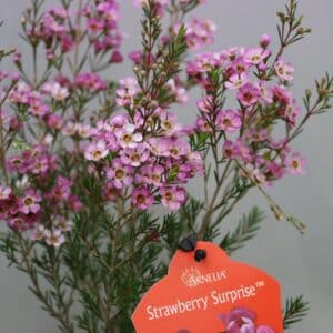 STRAWBERRY SURPRISE 15cm