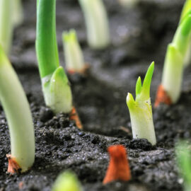 Bulbs 101 – your guide to sowing and growing