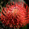 Close-up of the bright red flower head pins of the Pincushion Anouk protea.