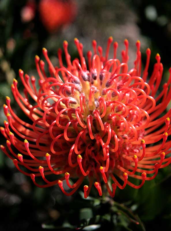 Close-up of the bright red flower head pins of the Pincushion Anouk protea.