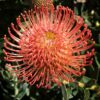 A Pincushion Memory protea plant with its bright red flower head pins.