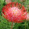 Closeup of the Pincushion protea plant. The flower head pins are bright red.