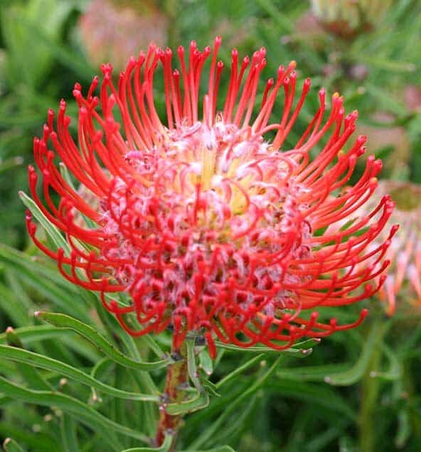 Closeup of the Pincushion protea plant. The flower head pins are bright red.