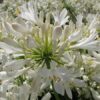A mass of white, tubular agapanthus flowers on tall flowering stalks.