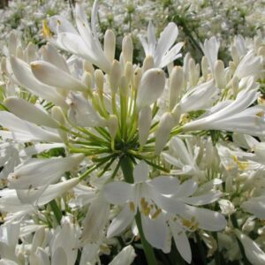 AGAPANTHUS WHITE PIXIE 12cm