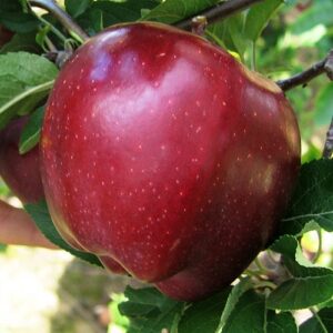 APPLE EARLY RED ONE 20cm