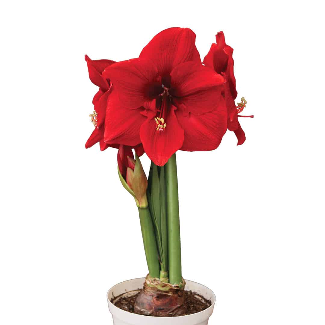 Bright red flowers on green stems of the Amaryllis bulb plant in a white pot.